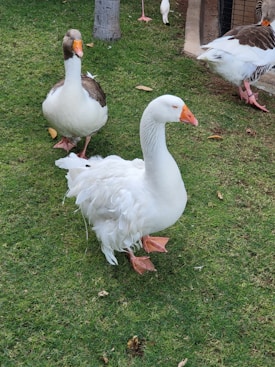 A white goose with orange beak and feet is standing on green grass. Another goose with a similar beak and a mix of white and brown feathers is seen slightly behind. In the background, there are additional geese, some partially visible, near a tree and a structure.