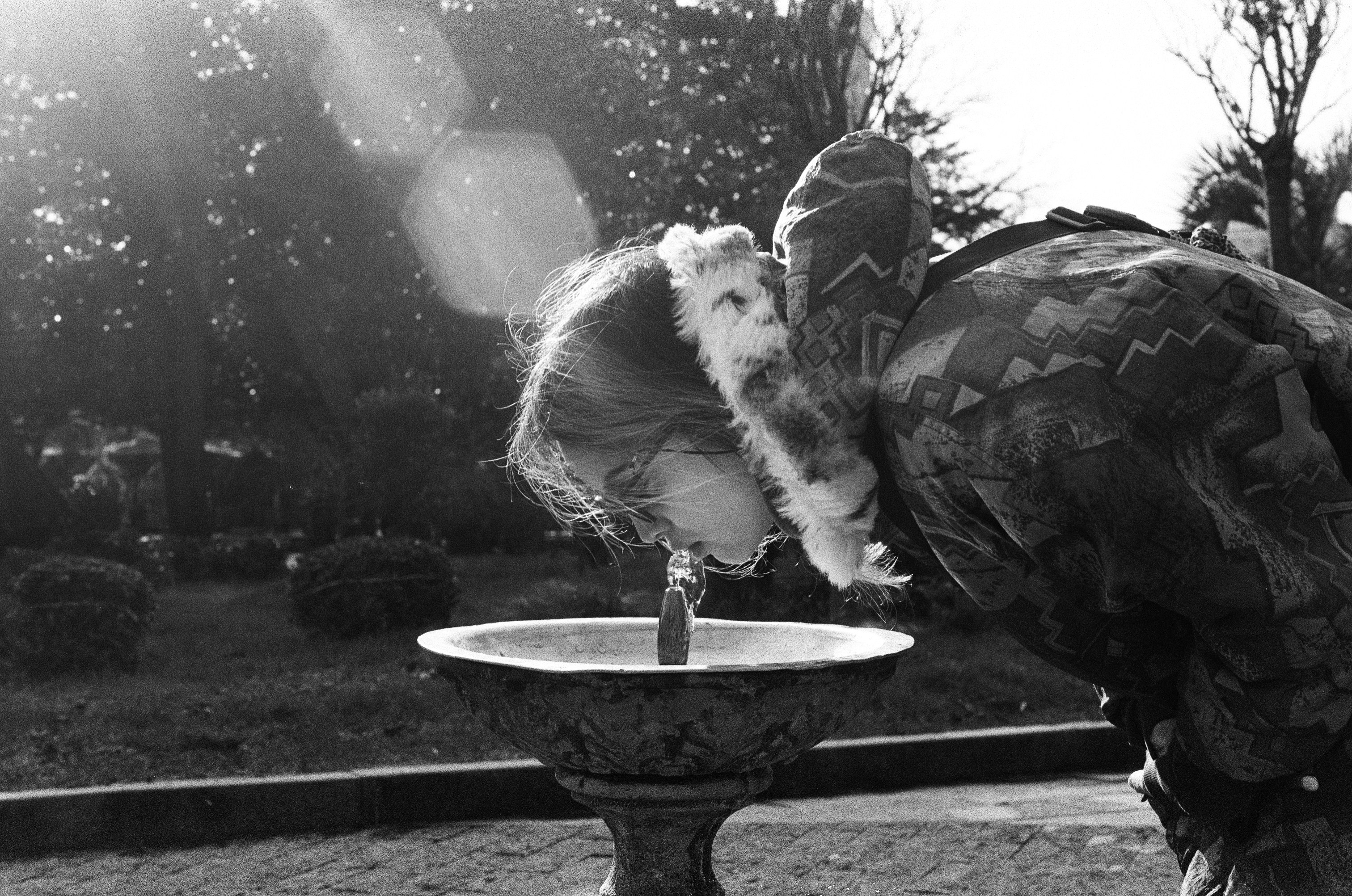 cat drinking from fountain