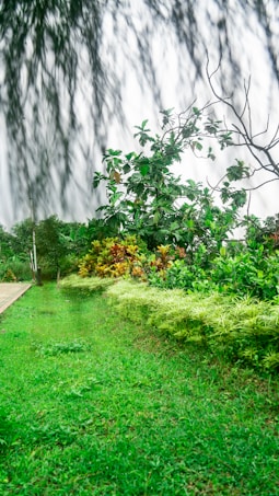 Lush green lawn bordered by a variety of leafy plants and shrubs. A wooden pathway runs along the left side. Overhead, tree branches sway, creating a blurred motion effect against the overcast sky.