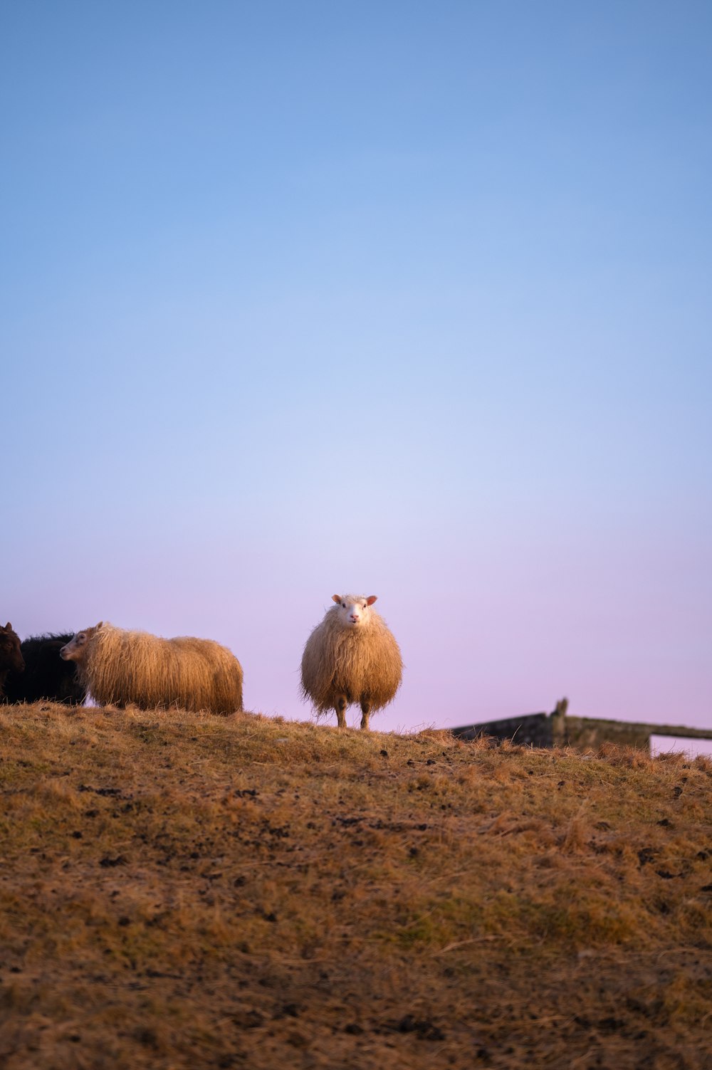 a couple of animals that are standing in the grass