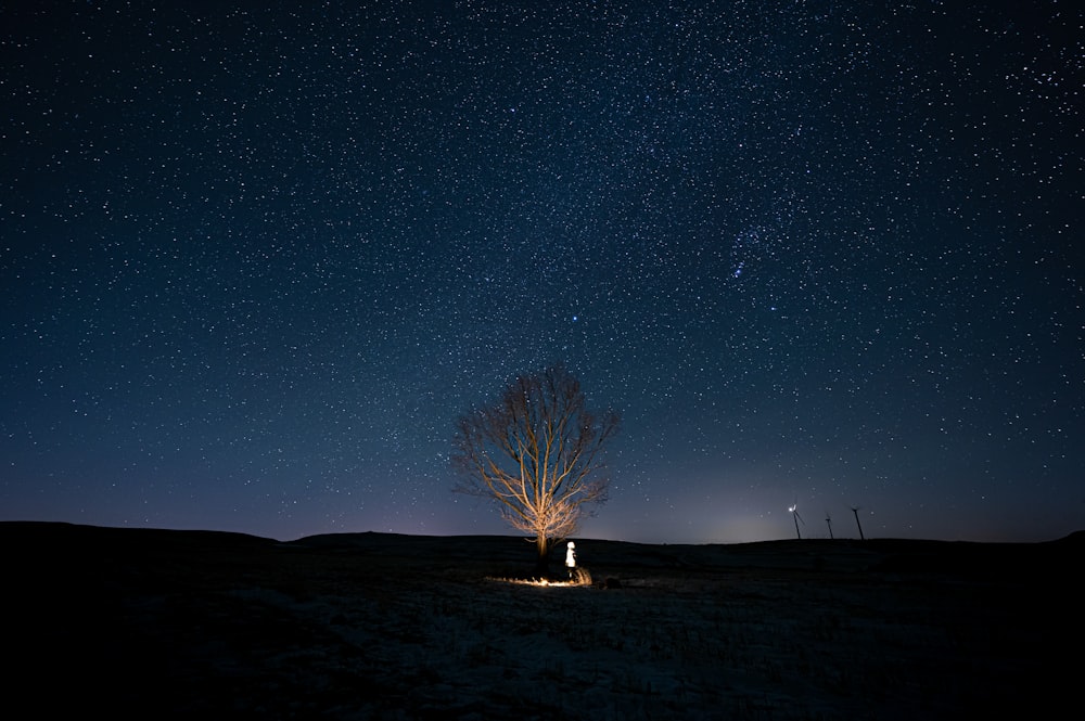 a lone tree in the middle of a field at night