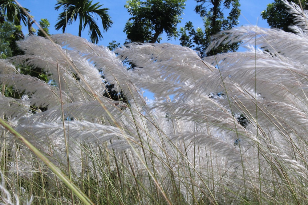a bunch of white grass blowing in the wind