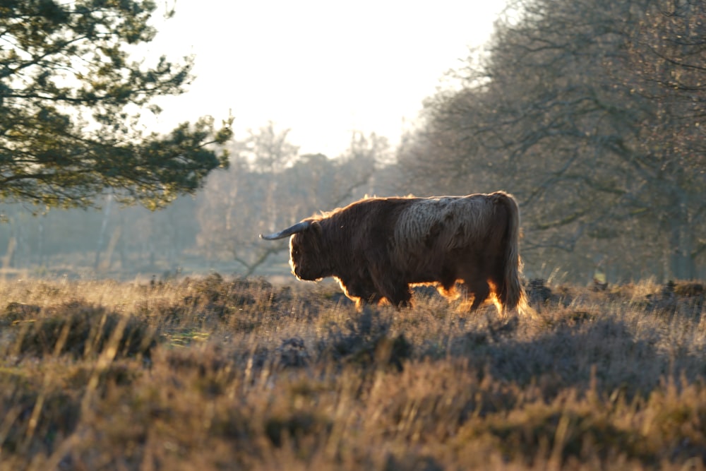 a bull standing in a field with trees in the background