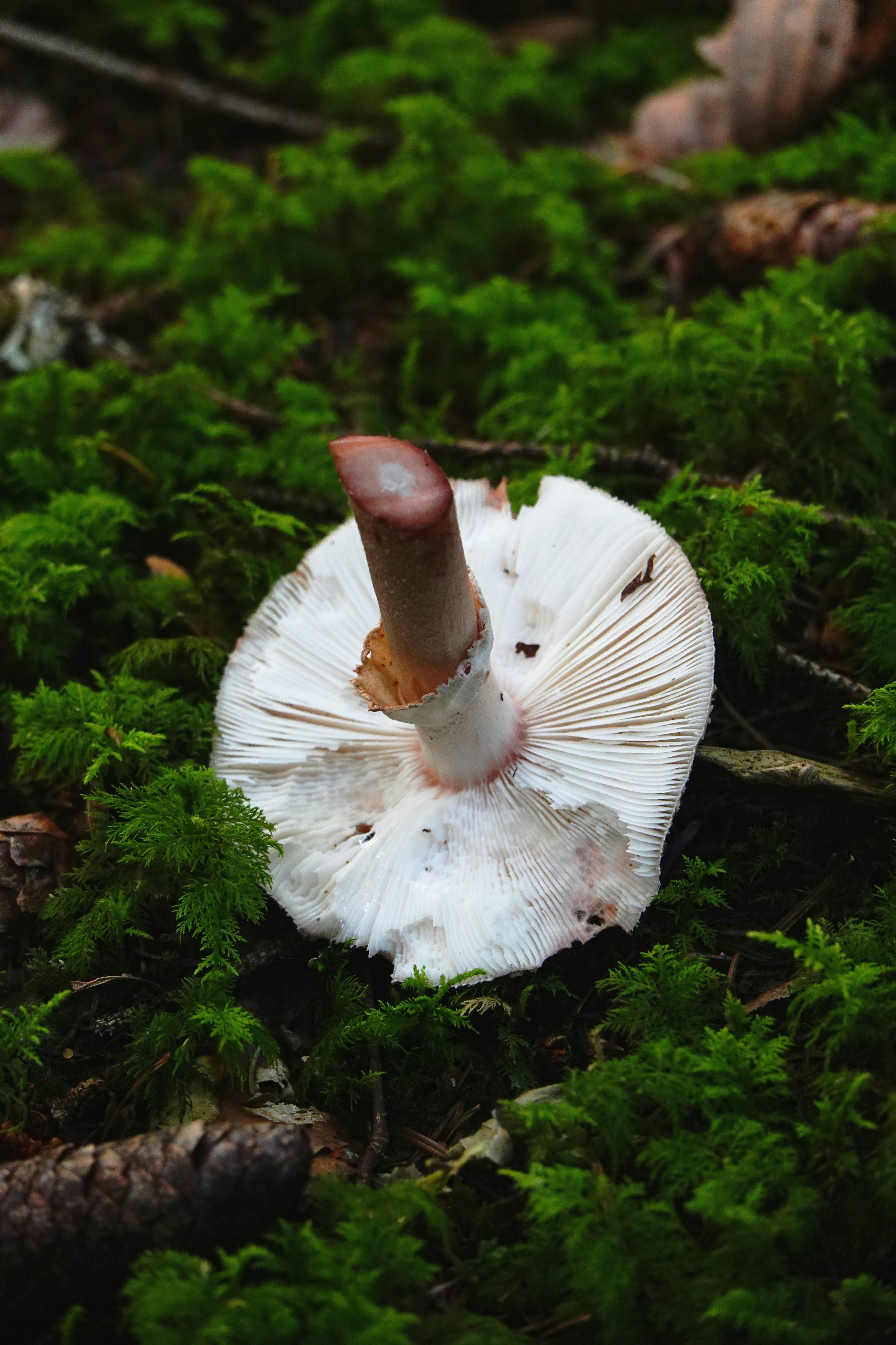 a white mushroom sitting on top of a lush green field