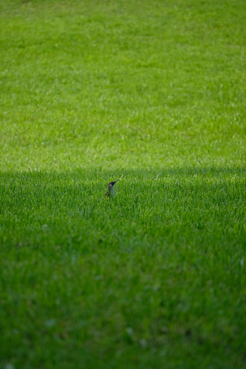  Un pequeño pájaro sentado en medio de un campo cubierto de hierba