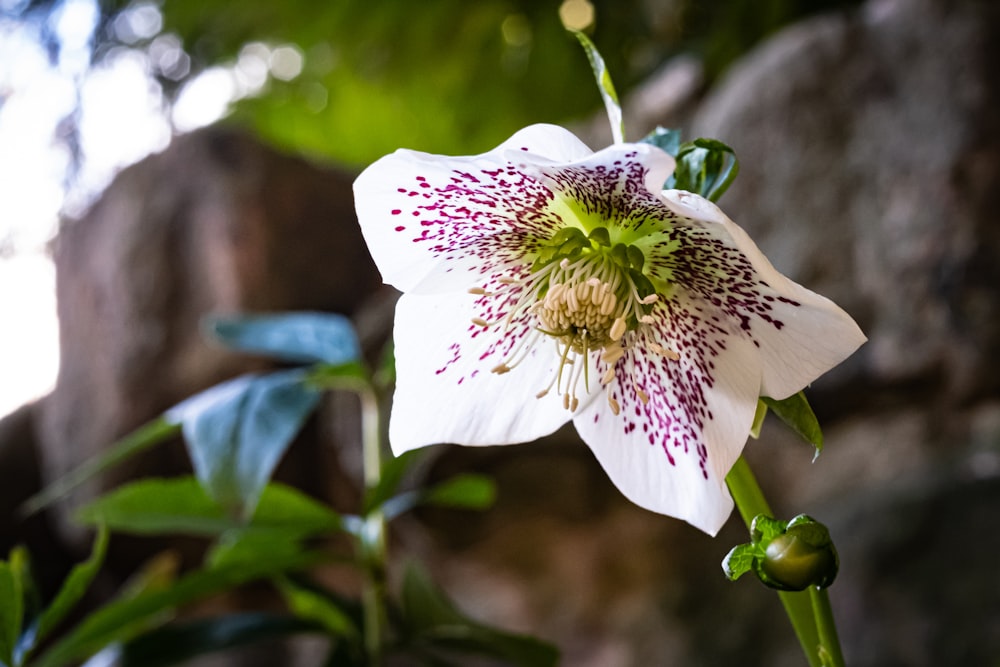 a white and purple flower with green leaves