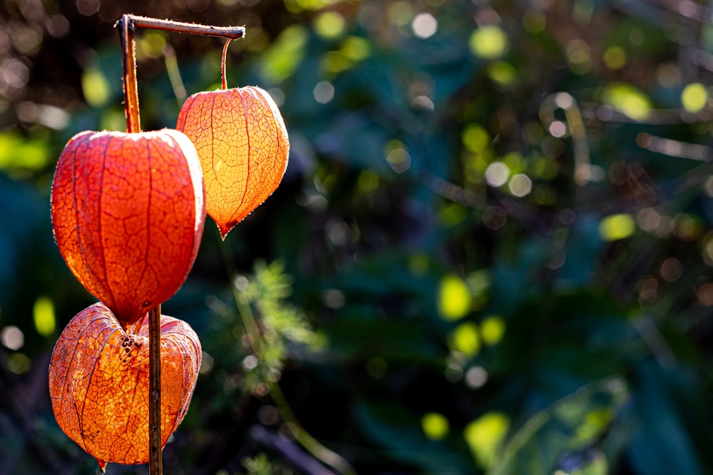 a couple of red flowers hanging from a tree