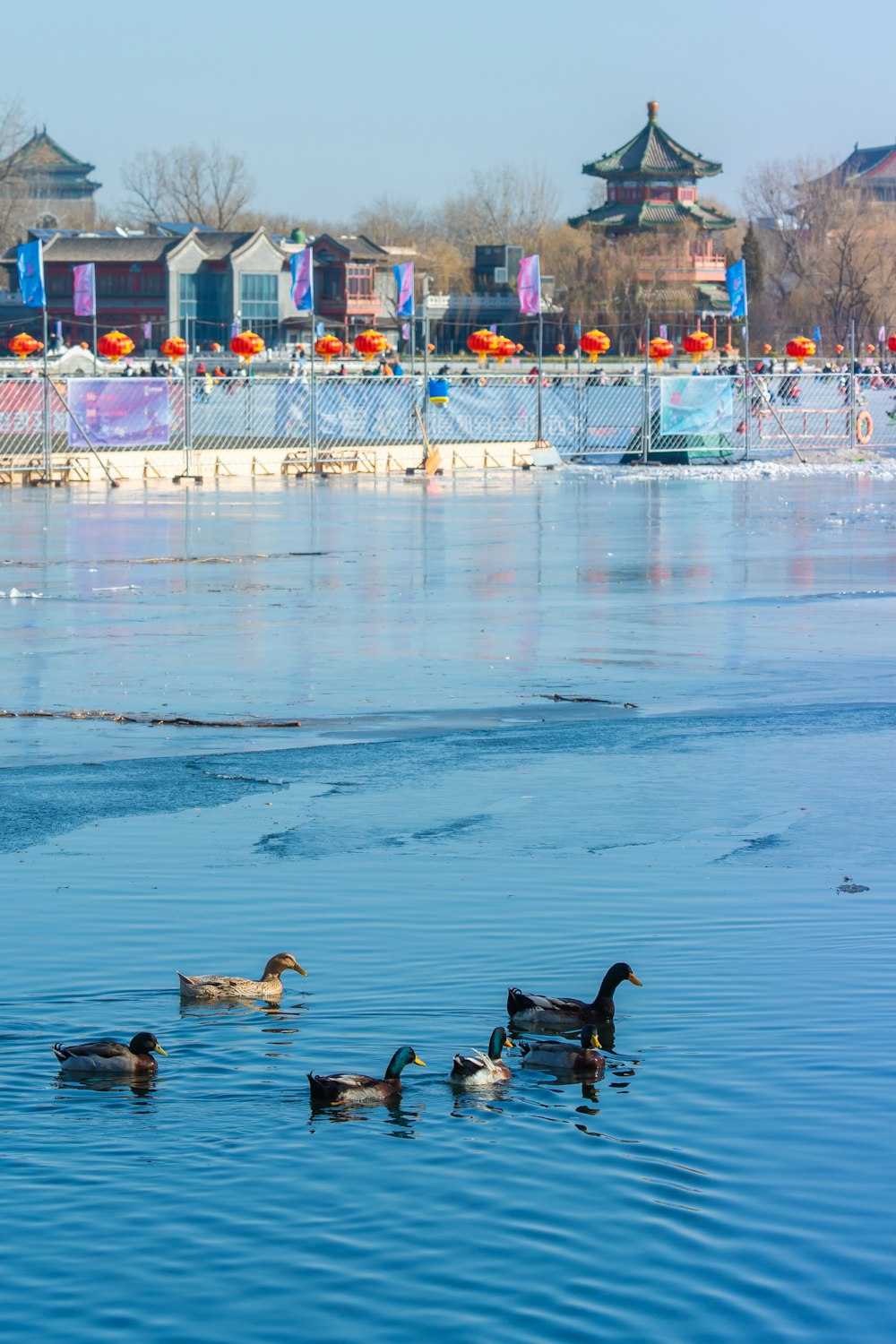 a group of ducks floating on top of a lake