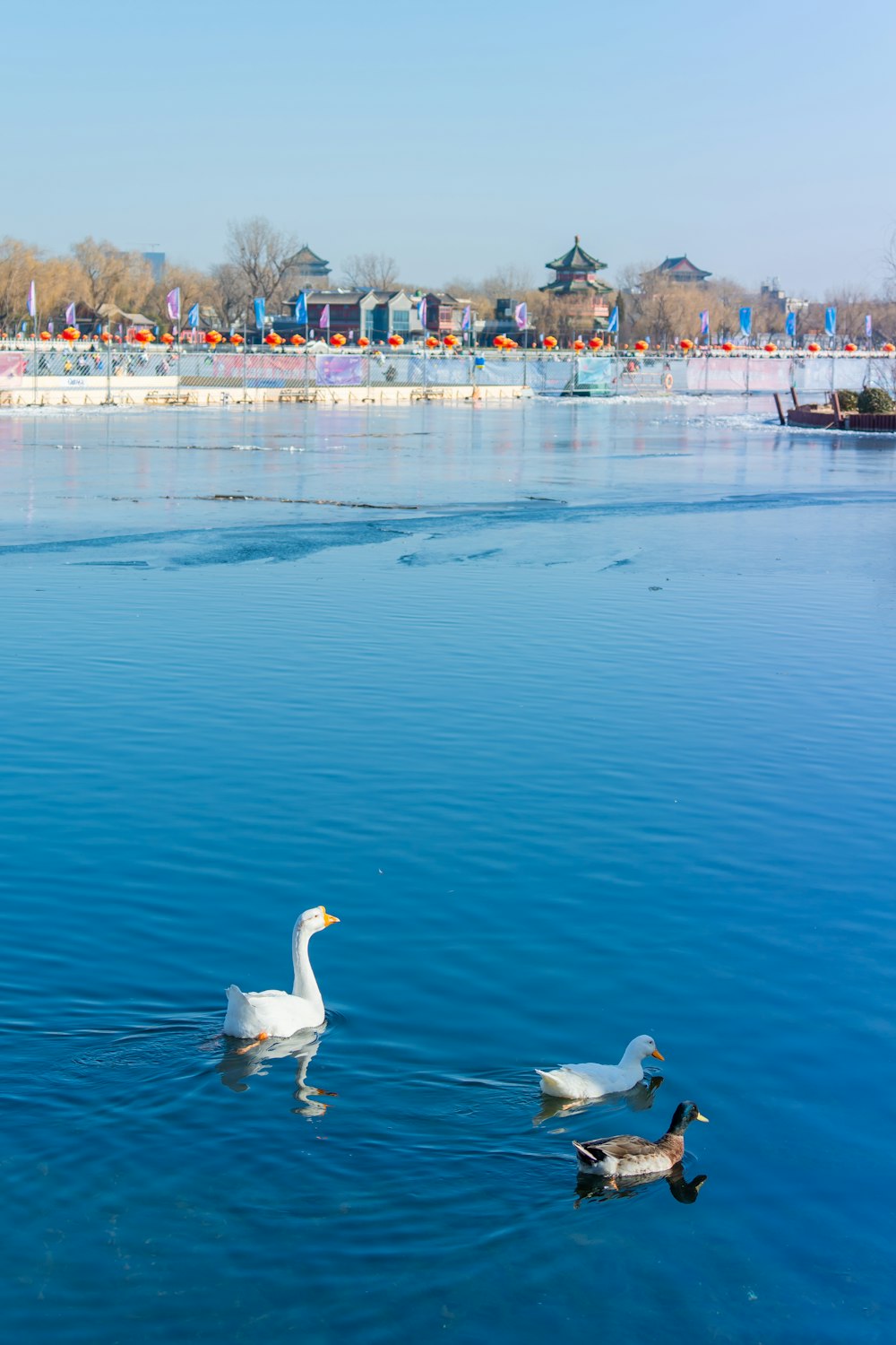 Un couple de canards flottant au-dessus d’un lac