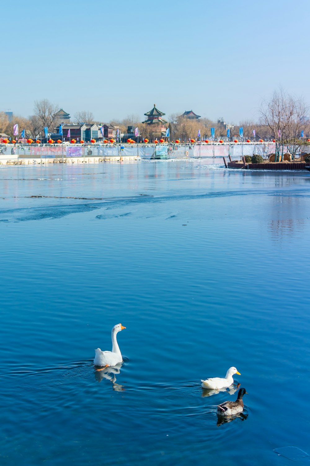 a couple of ducks floating on top of a lake