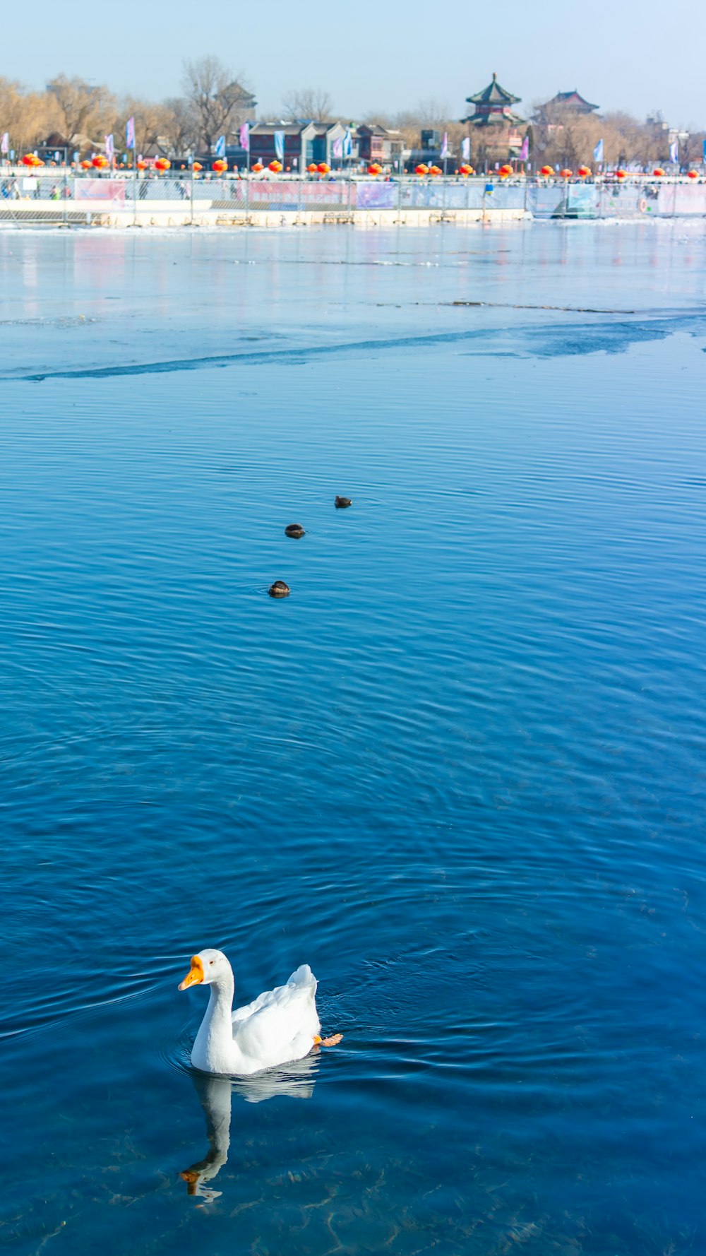 Un pato blanco flotando sobre un cuerpo de agua