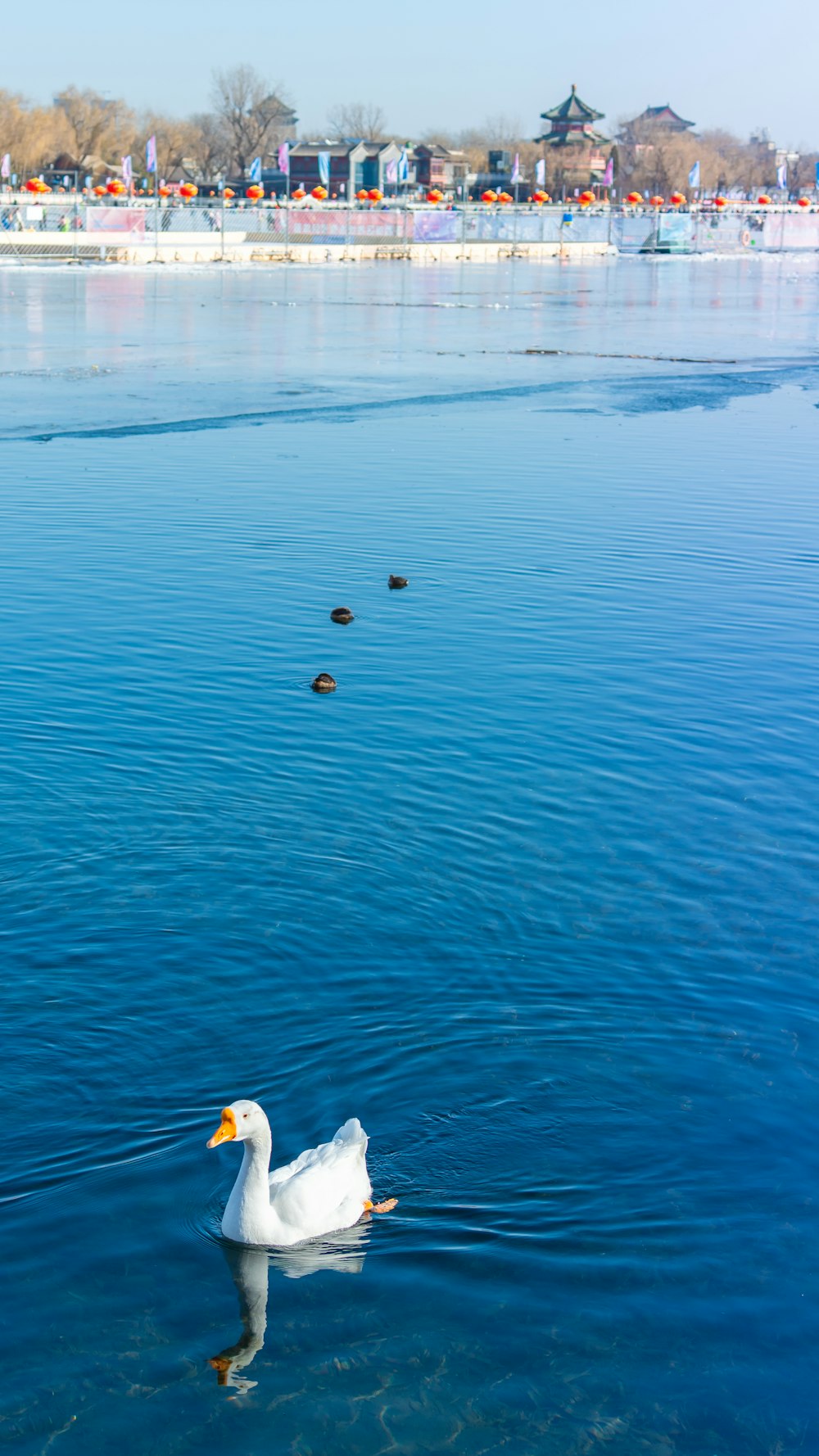 a white duck floating on top of a body of water