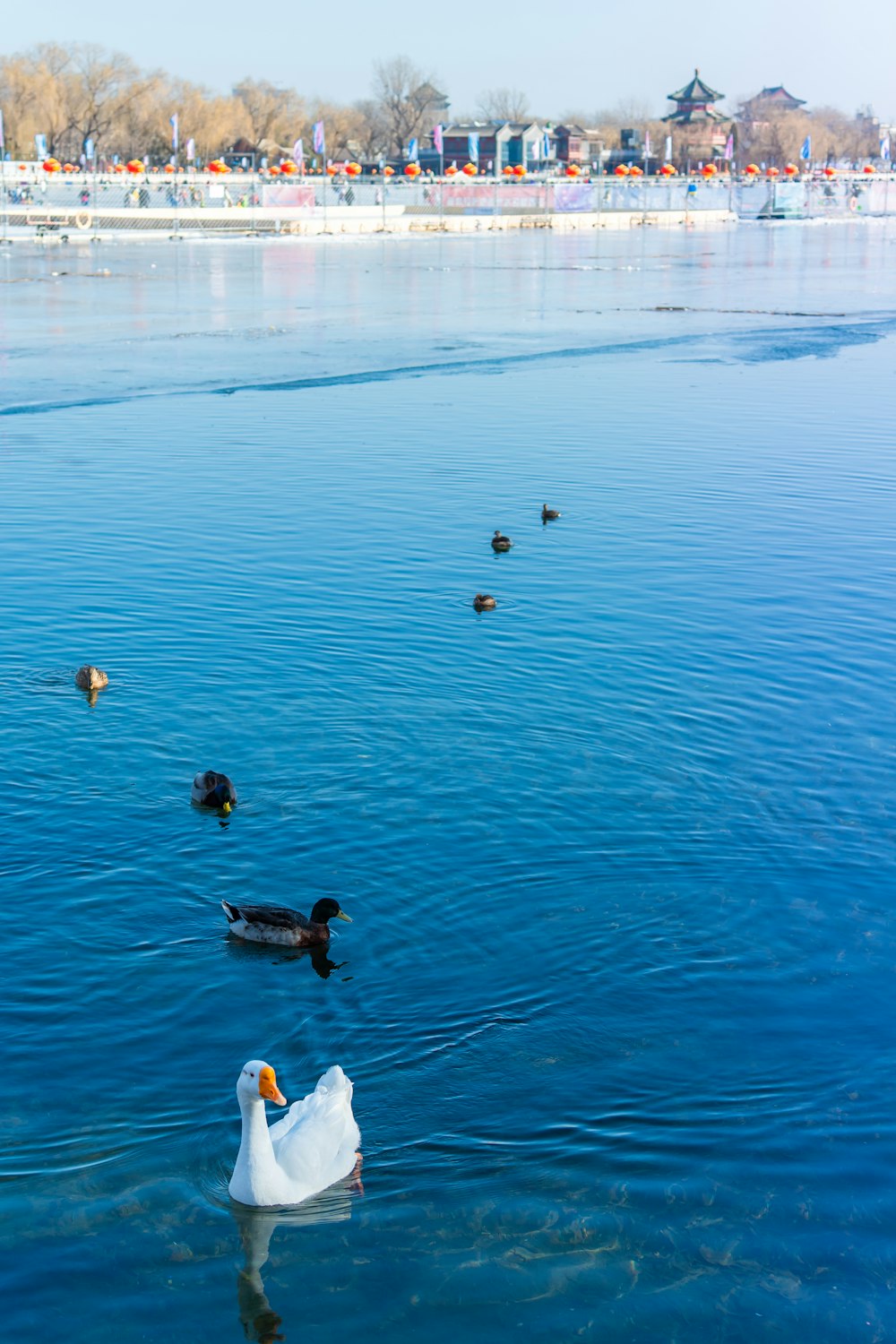 Un grupo de patos flotando en la cima de un lago