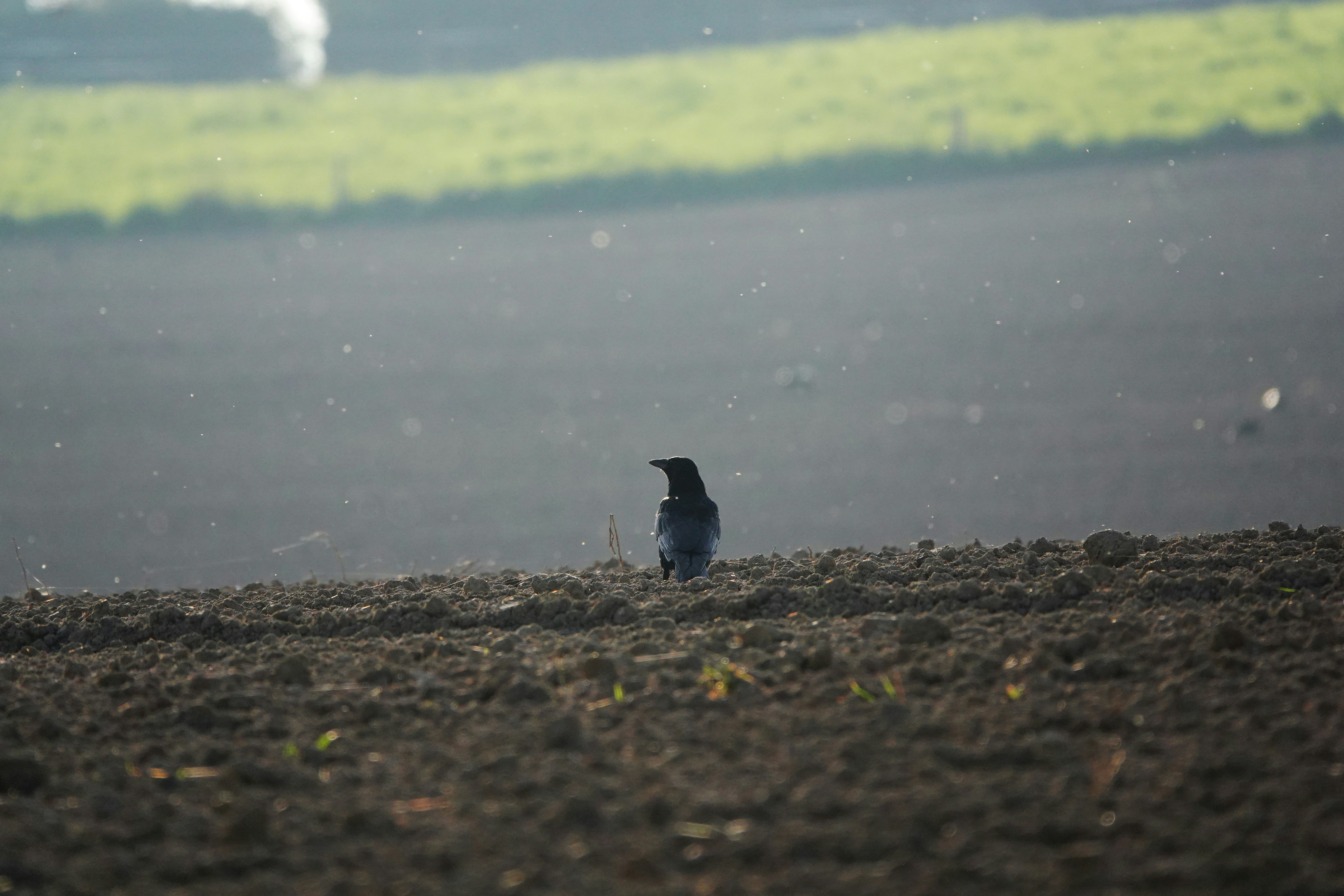 a small bird sitting in the middle of a field