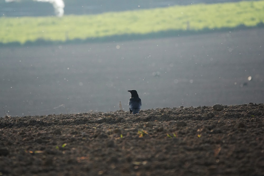  Un pequeño pájaro sentado en medio de un campo