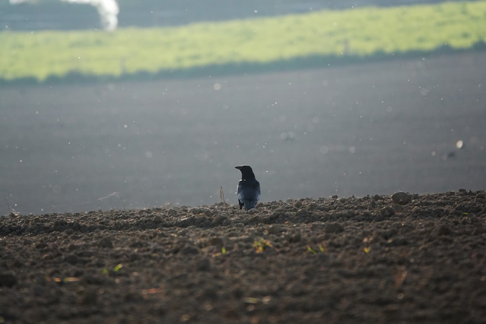 a small bird sitting in the middle of a field