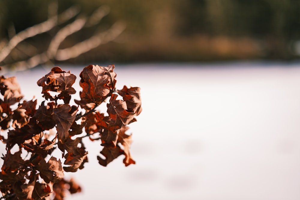a close up of a leafy plant with snow in the background