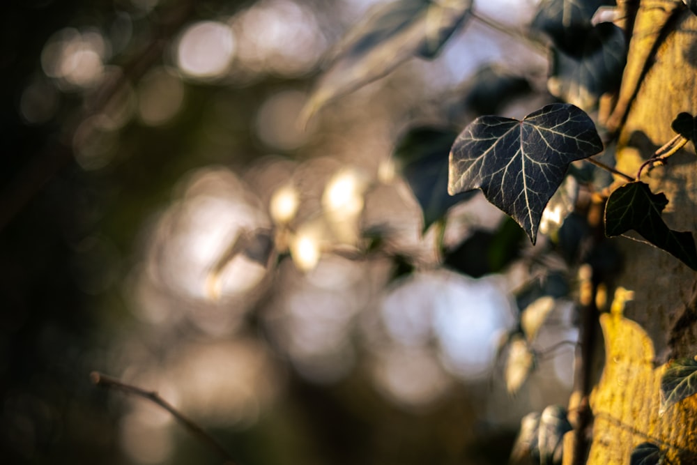 a tree trunk with leaves growing on it