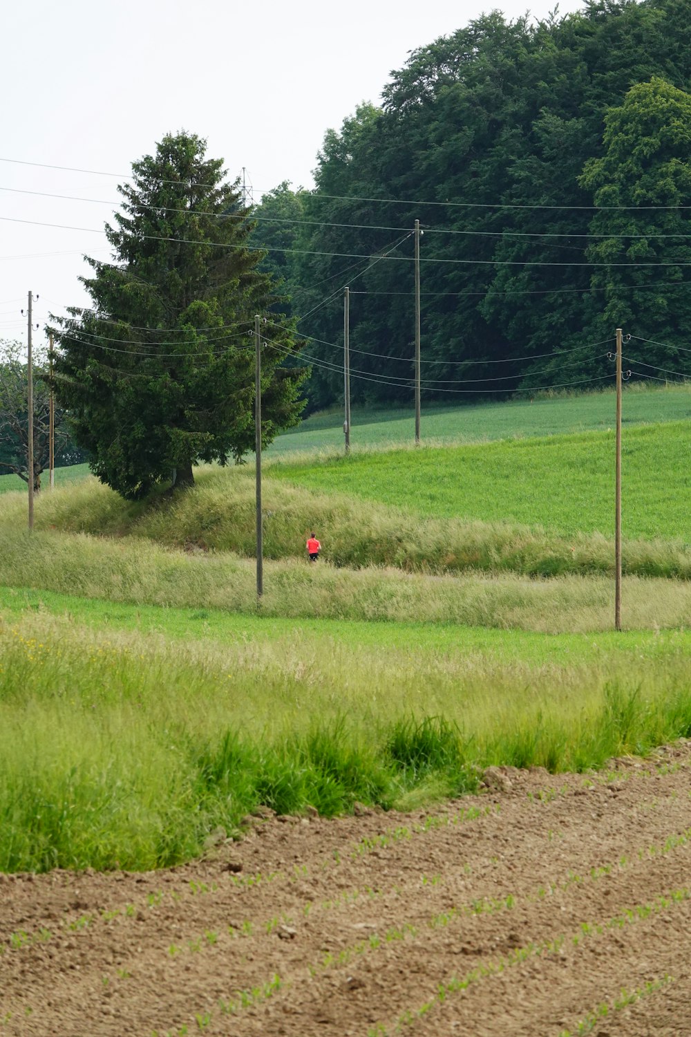 a red fire hydrant in the middle of a field