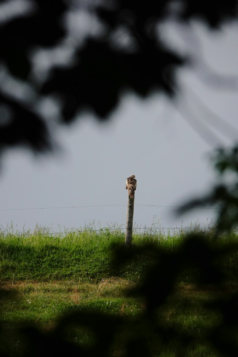  Una jirafa de pie en la cima de un exuberante campo verde