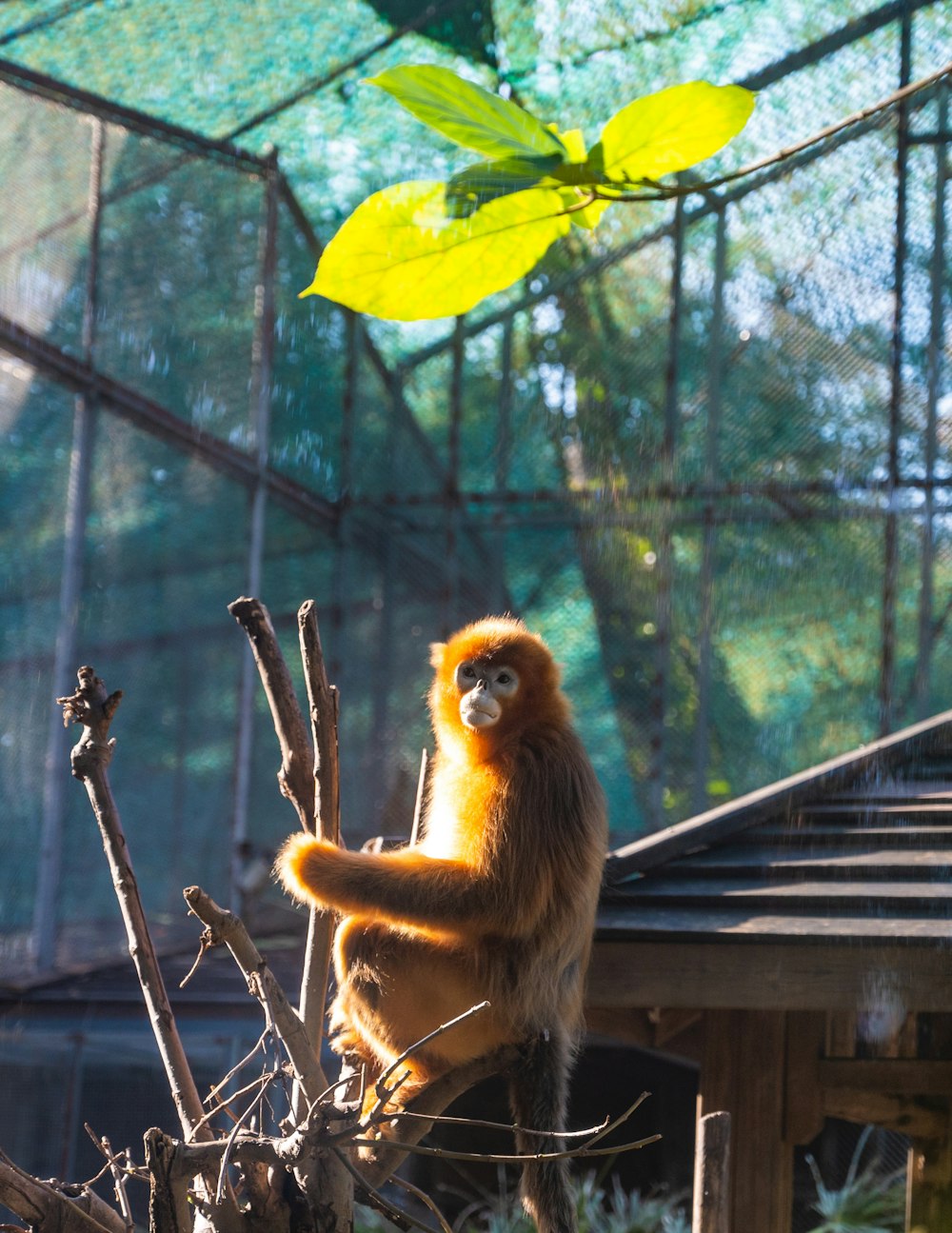 um macaco sentado em cima de um galho de árvore