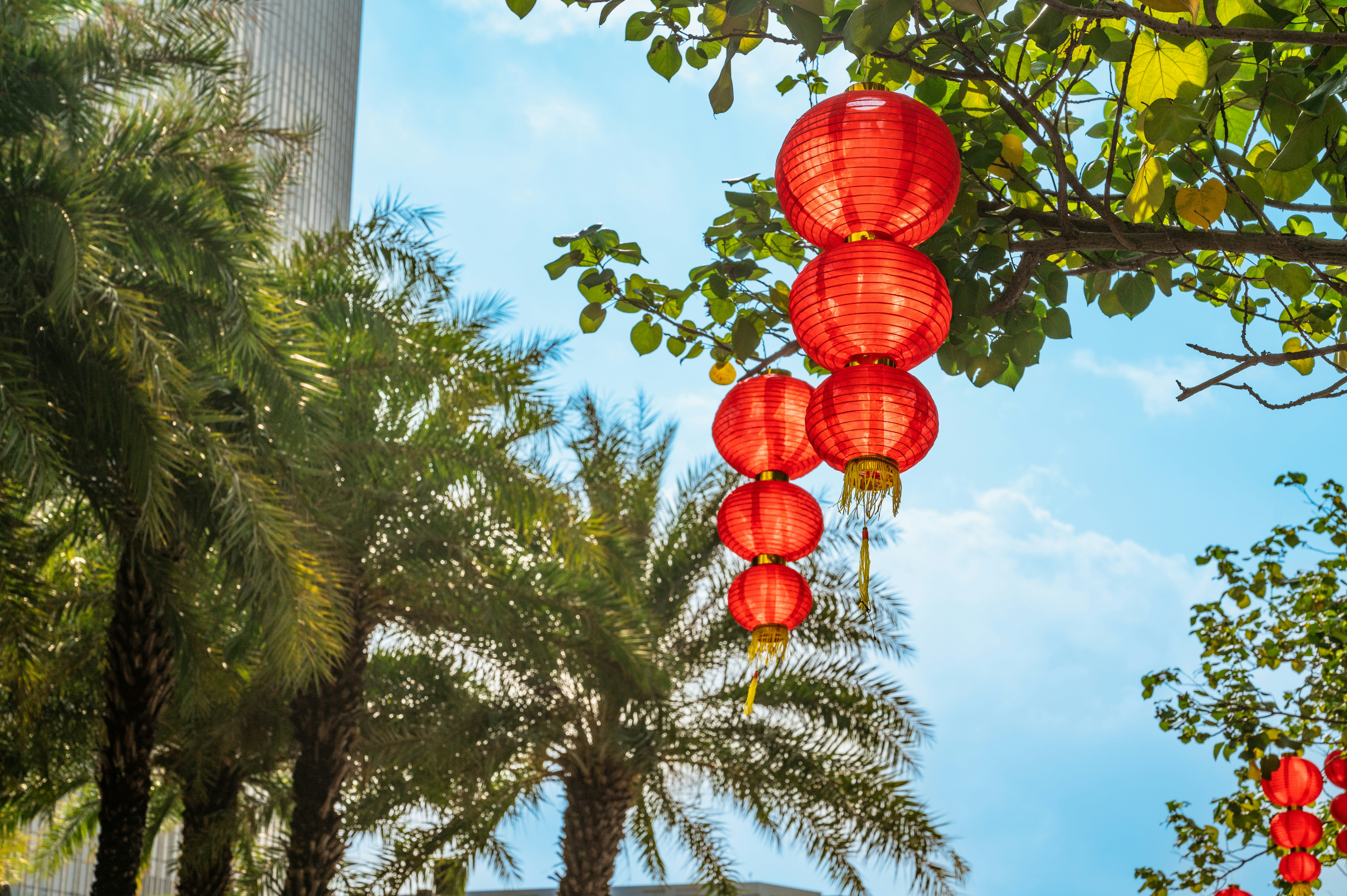 A bunch of red lanterns hanging from a tree photo – Free Chinese new ...