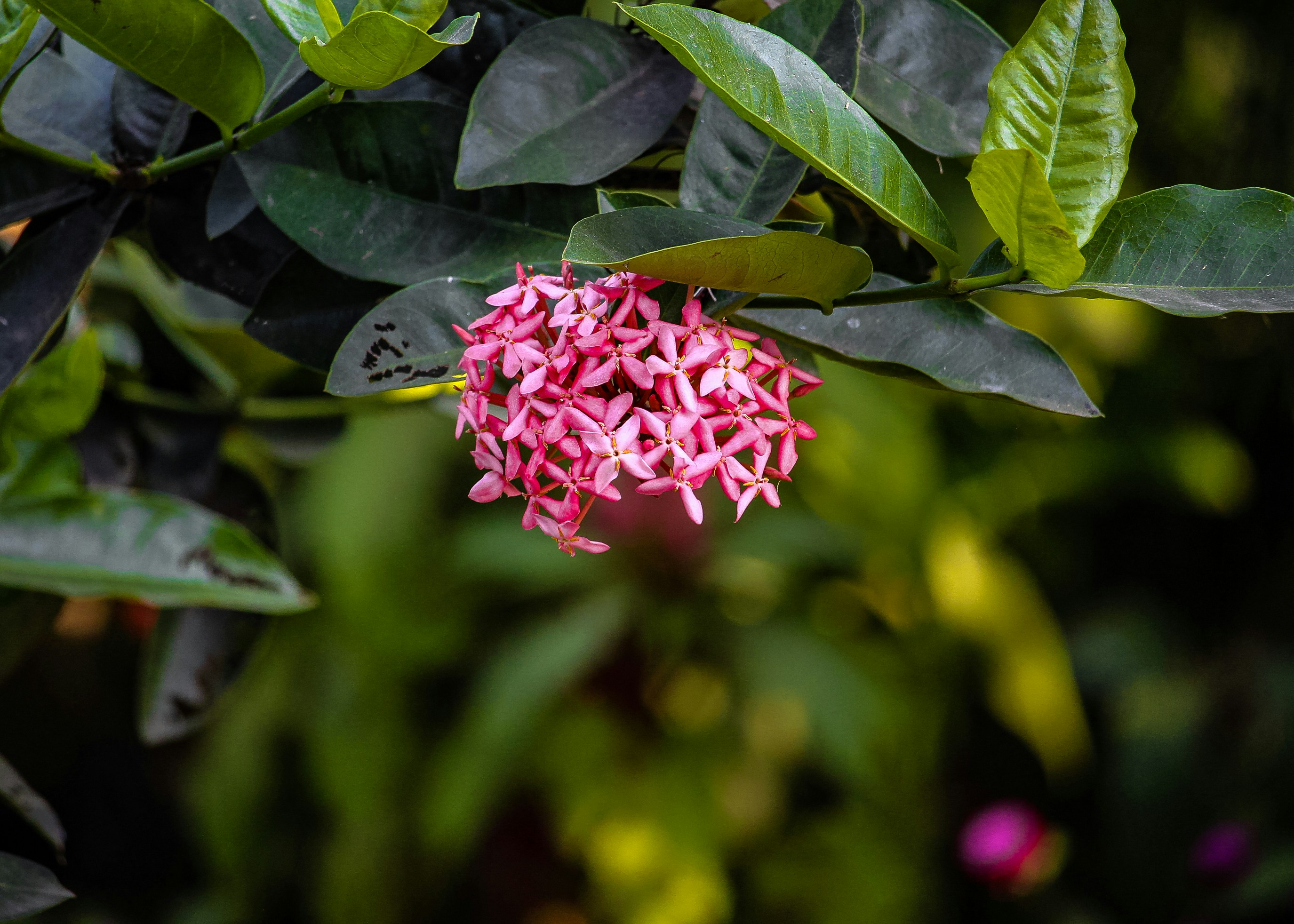 Photo by bhattarai17