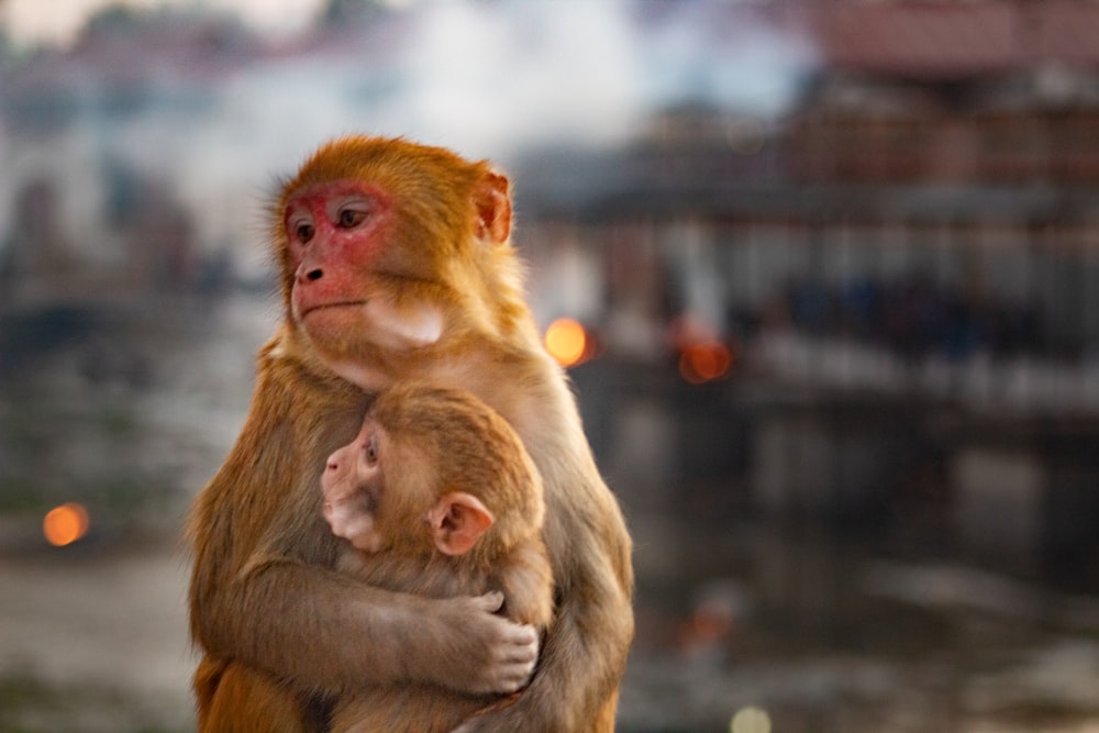 Un mono sosteniendo a un bebé en sus brazos