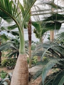 A tropical garden showcasing a variety of palm trees and exotic plants.