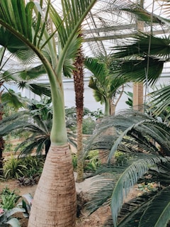 A lush indoor botanical garden filled with various types of palm trees and tropical plants. The setting includes tall palms with thick trunks and fan-like leaves extending towards a glass ceiling, creating a serene and exotic ambiance. Light filters through the canopy, casting gentle shadows on the ground.