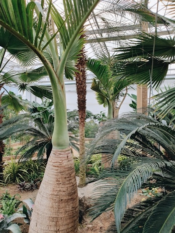 A lush indoor botanical garden filled with various types of palm trees and tropical plants. The setting includes tall palms with thick trunks and fan-like leaves extending towards a glass ceiling, creating a serene and exotic ambiance. Light filters through the canopy, casting gentle shadows on the ground.