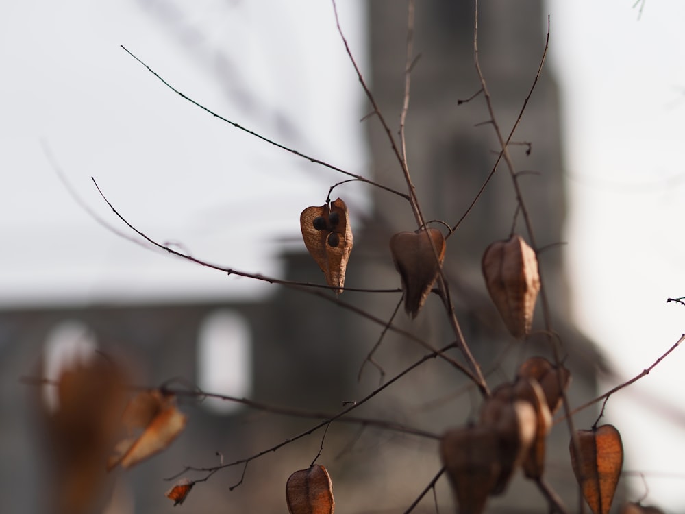 a tree with a bunch of leaves hanging from it's branches