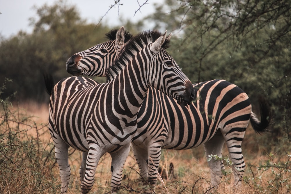 a couple of zebra standing next to each other