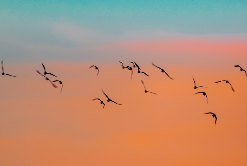 a flock of birds flying in the sky