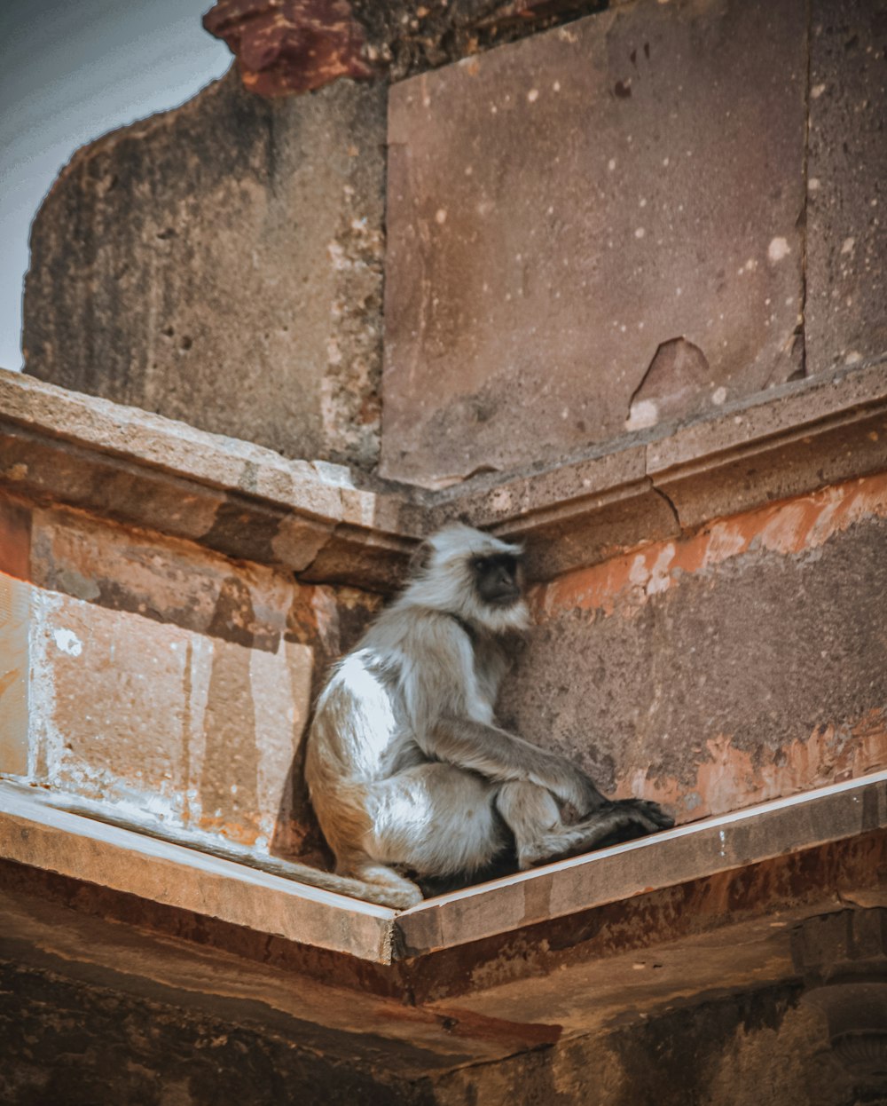 a monkey is sitting on the ledge of a building