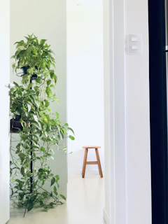 Minimalist studio corner with a single olive-green cushion and a small potted plant, bathed in natural light.