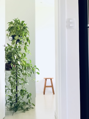 A bright indoor space featuring a lush green potted plant with cascading leaves placed next to a wooden stool. The setting includes a light-colored wall and a doorway with a visible light switch, creating a minimalist and natural atmosphere.