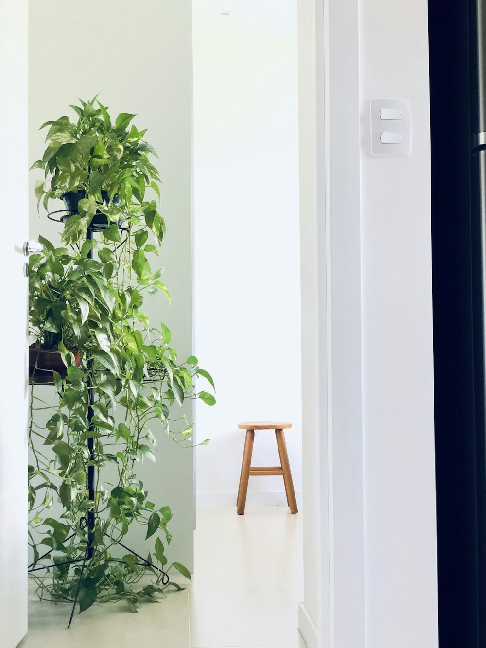 a houseplant in a white room next to a stool