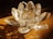 A crystal sculpture resembling a lotus flower, with multiple faceted petals reflecting light on a wooden surface.