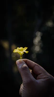 Close-up of hands gently holding a small, delicate flower in natural light.