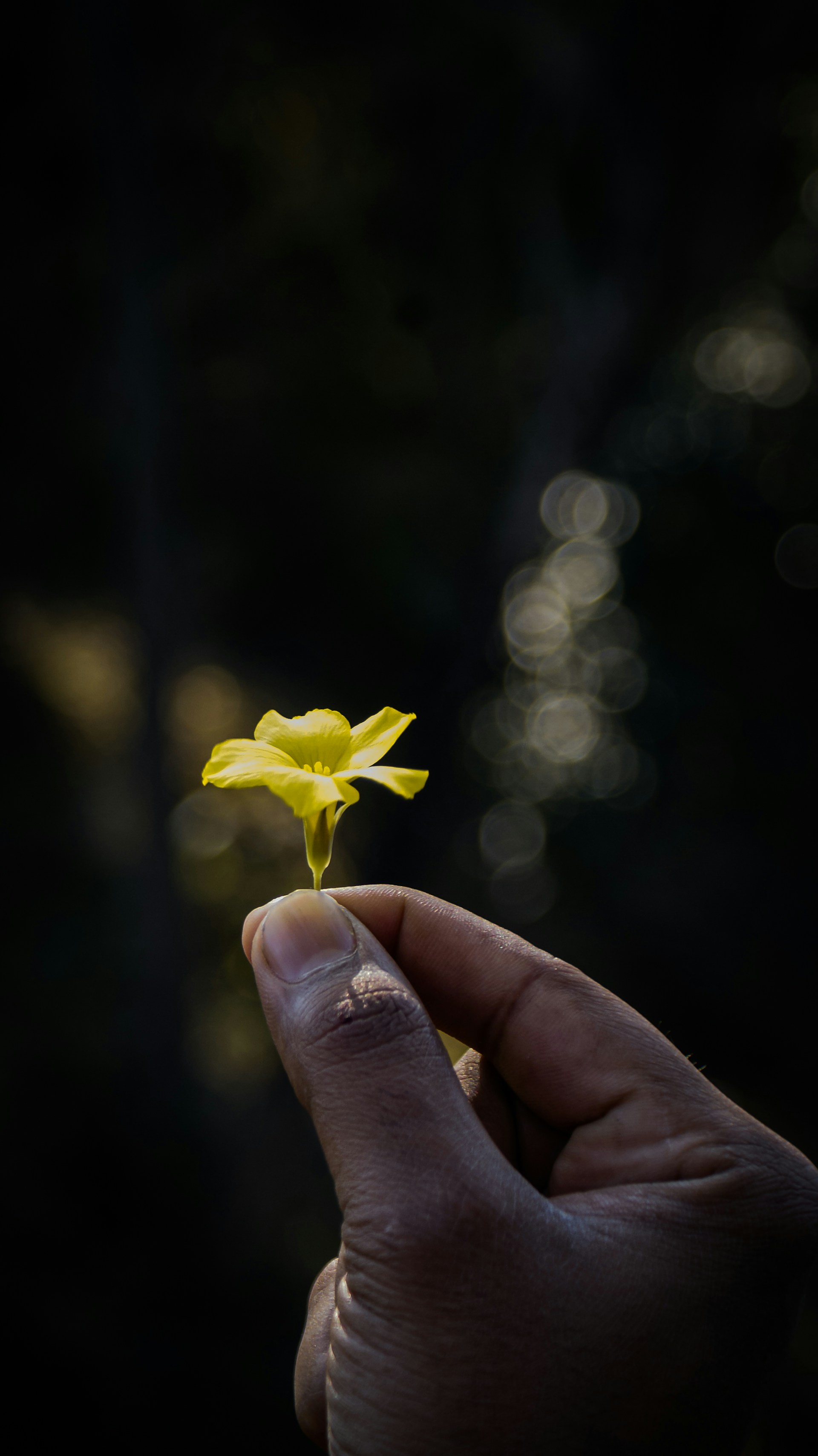 A close-up shot of hands gently holding a small, delicate flower, highlighting the beauty in simple gestures.