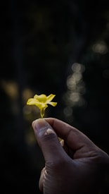 A hand gently holding a small, delicate yellow flower with petals spread open, set against a dark, softly blurred background that enhances the flower&rsquo;s vivid color and highlights the detail in the fingers.