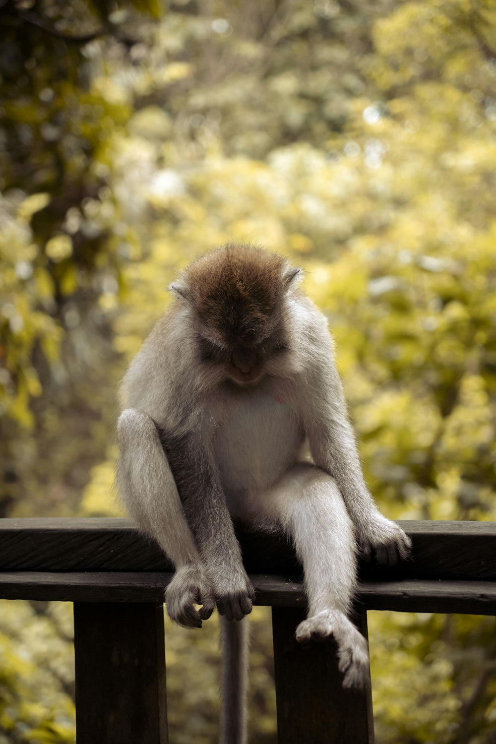 Ein Affe sitzt auf einer Holzschiene