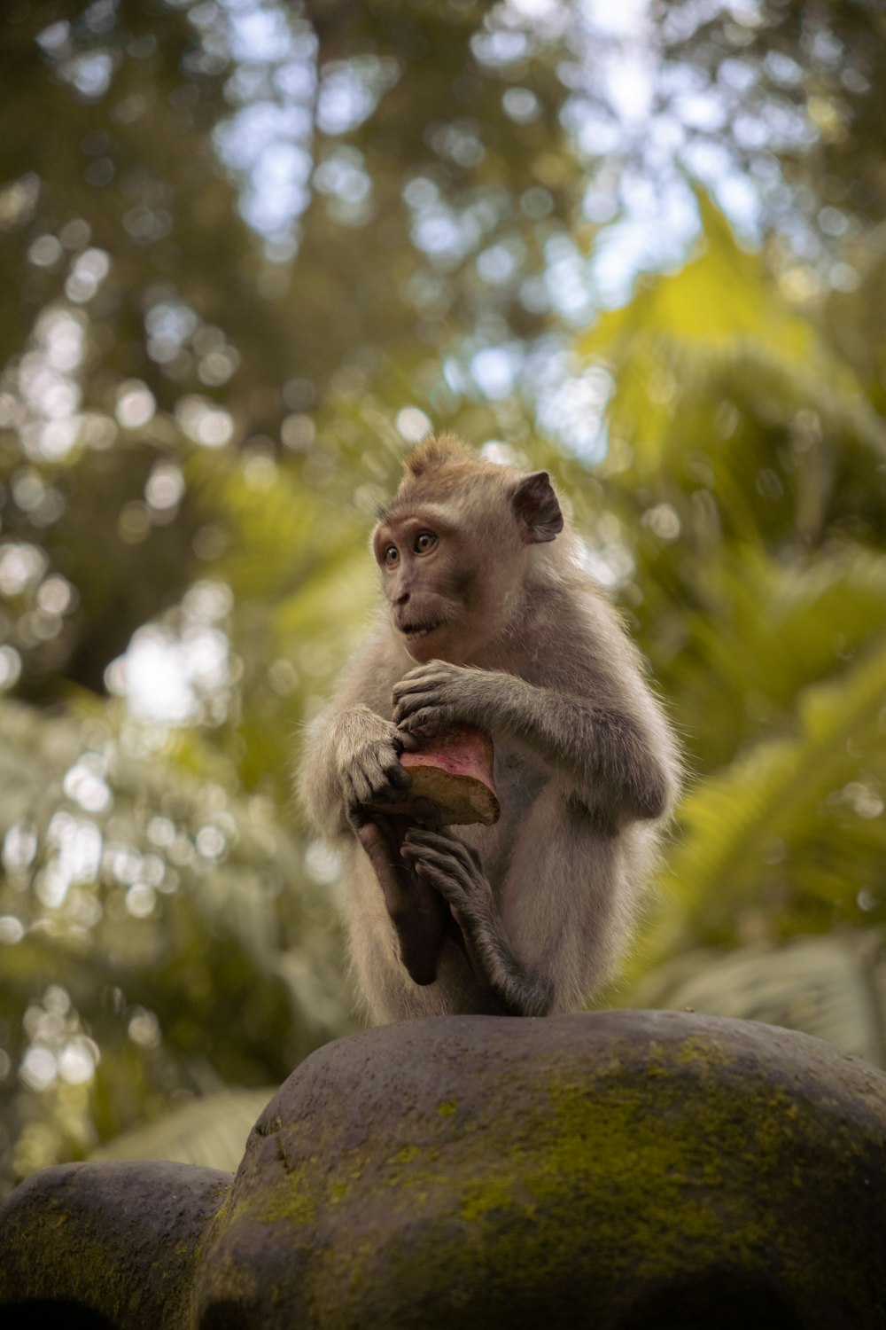 a monkey sitting on top of a rock