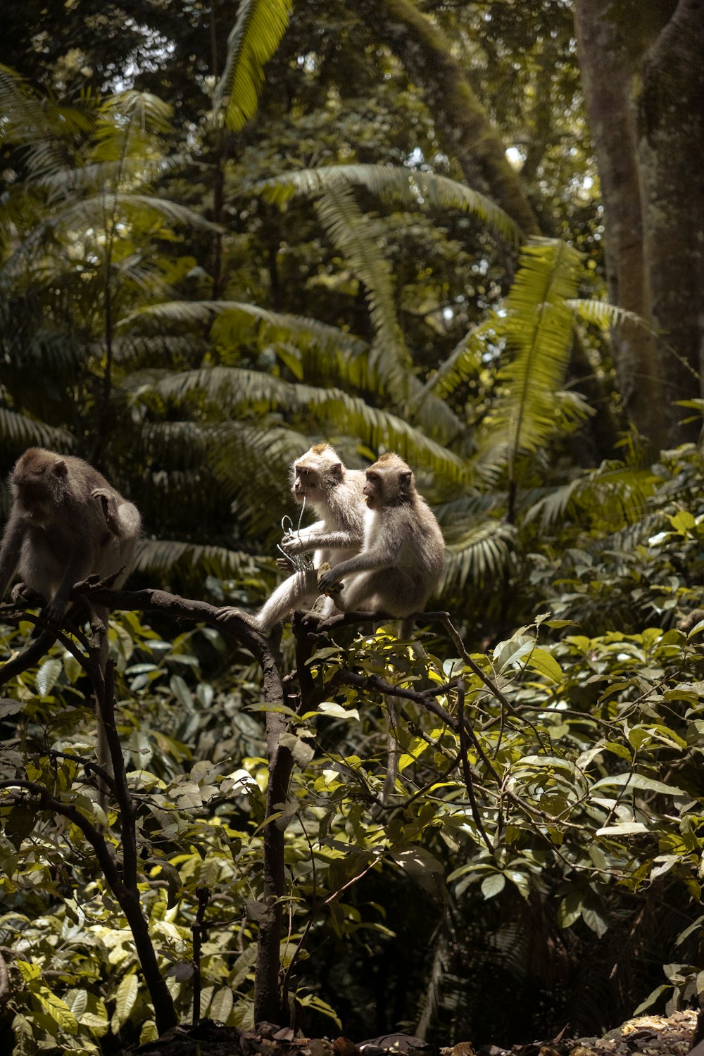 a couple of monkeys sitting on top of a tree