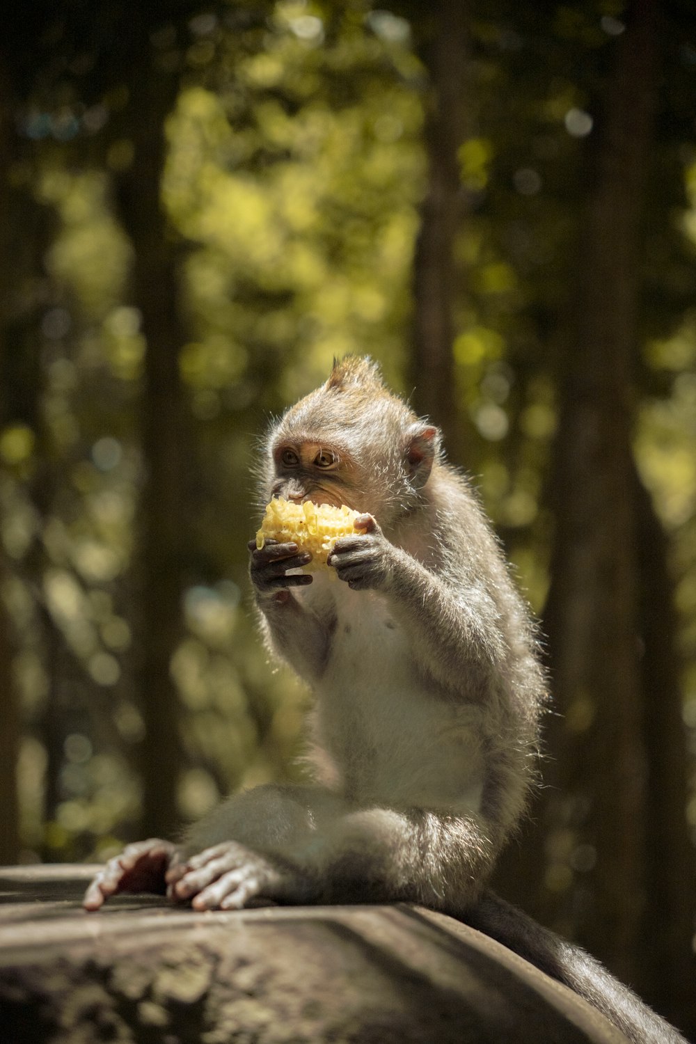 Ein kleiner Affe frisst ein Stück Futter