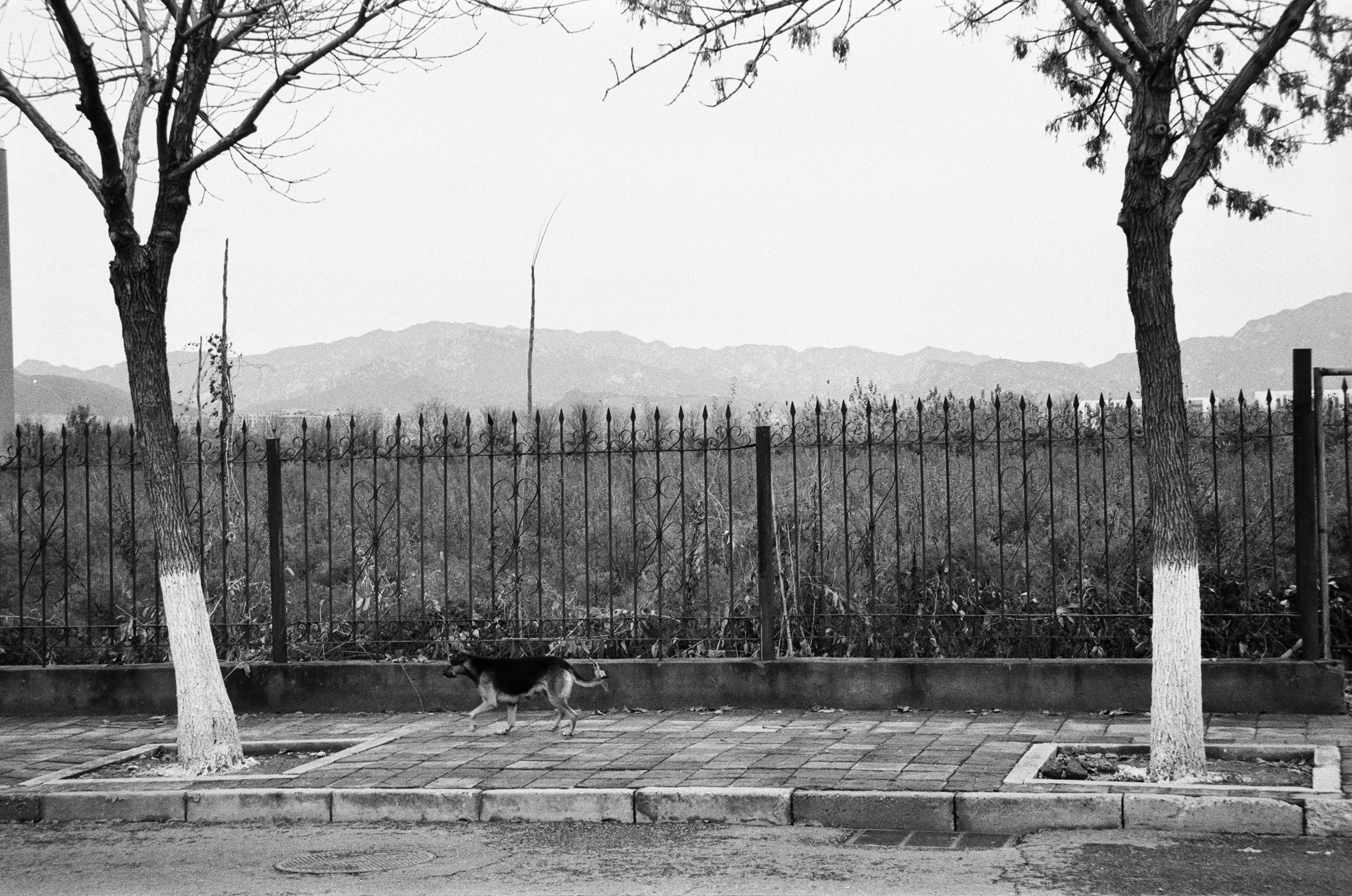 Photo by greedwolf97