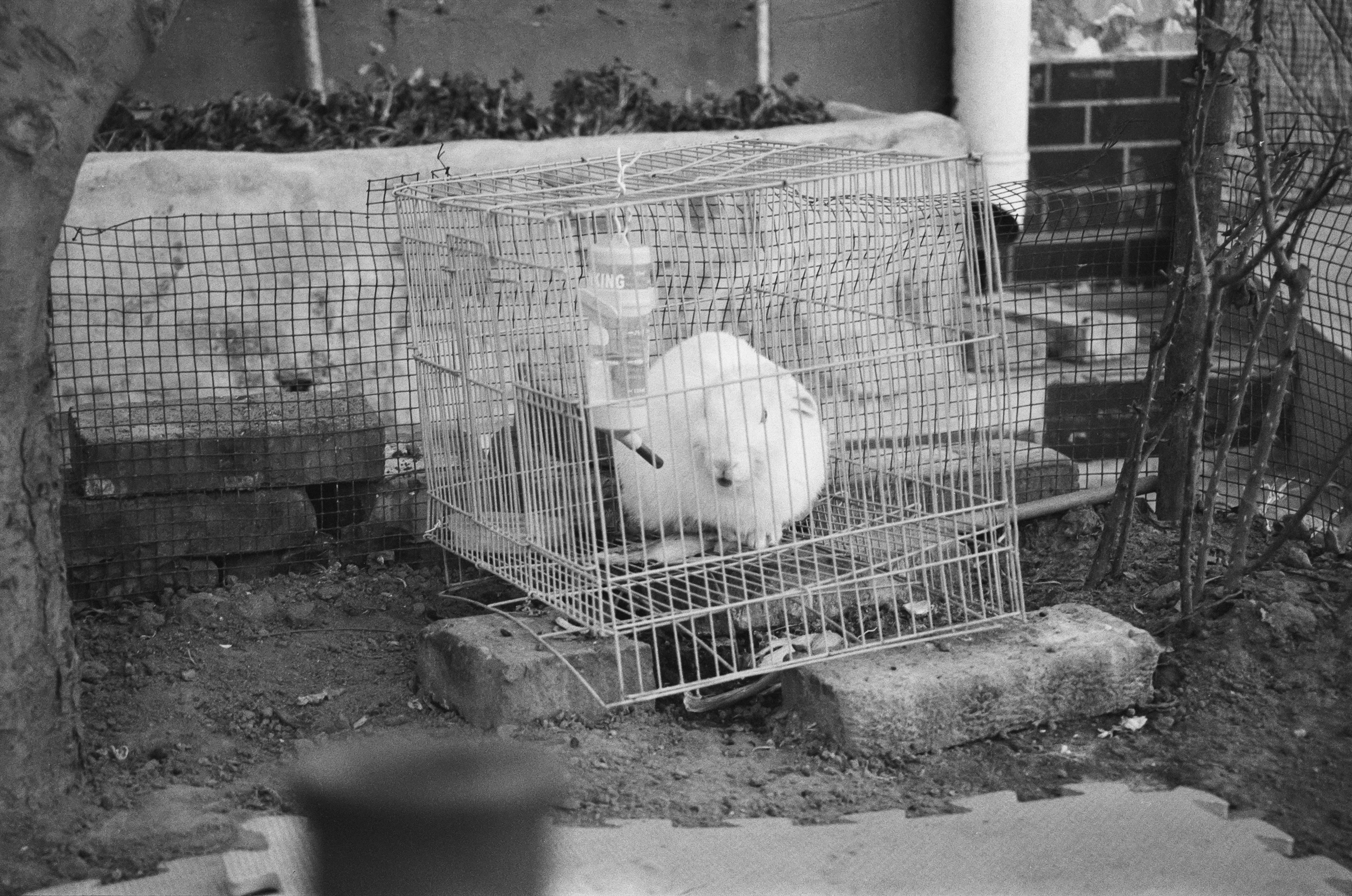 Best Multi-Level Cages for Rabbits Complete Guide