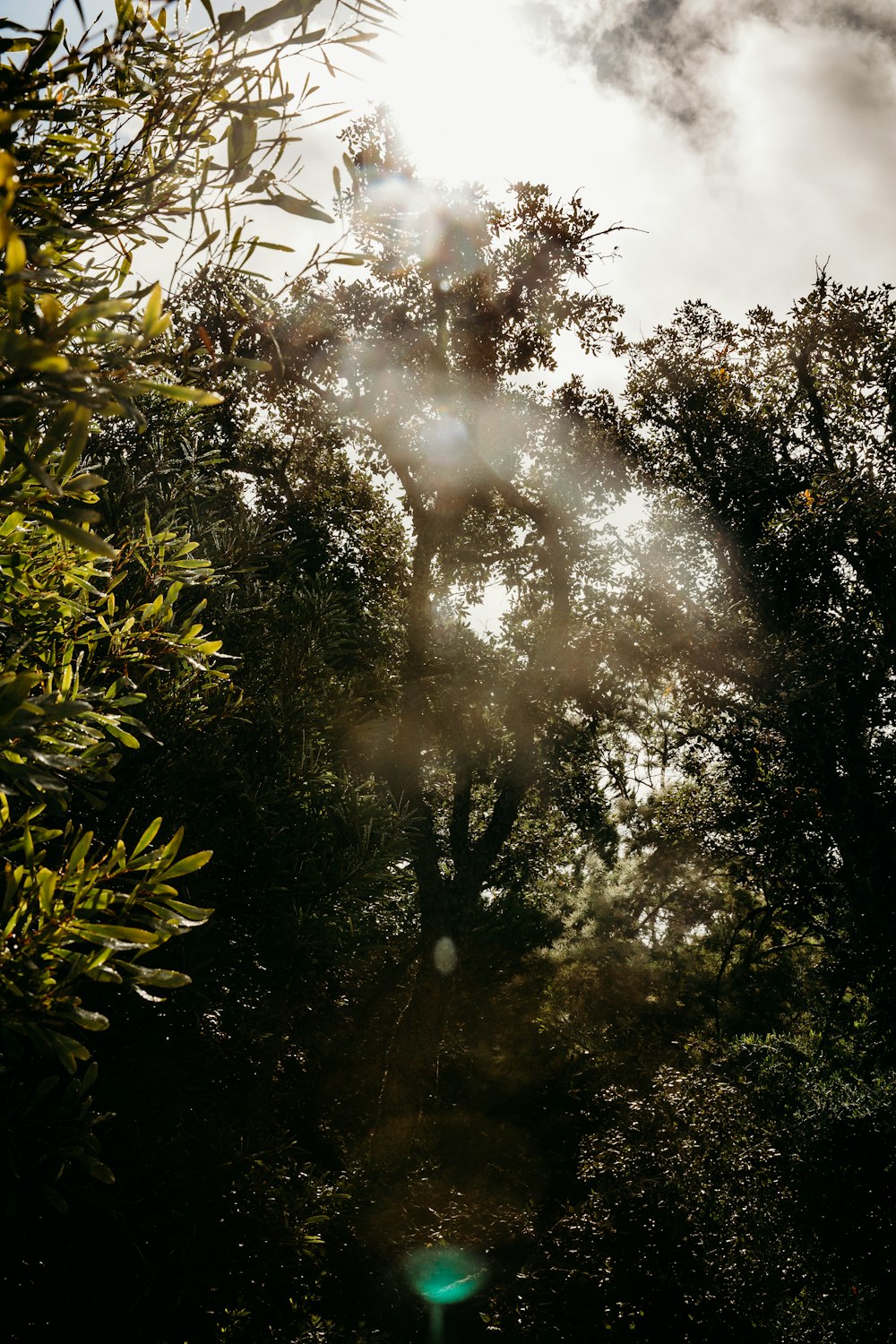 the sun shines through the leaves of a tree