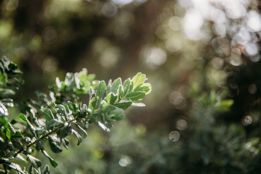 a close up of a tree branch with leaves